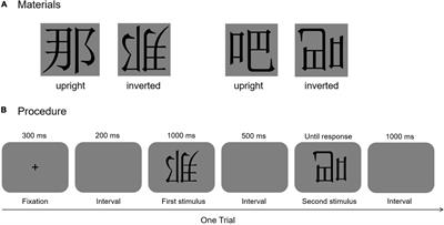 Developmental trajectories of expert perception processing of Chinese characters in primary school children